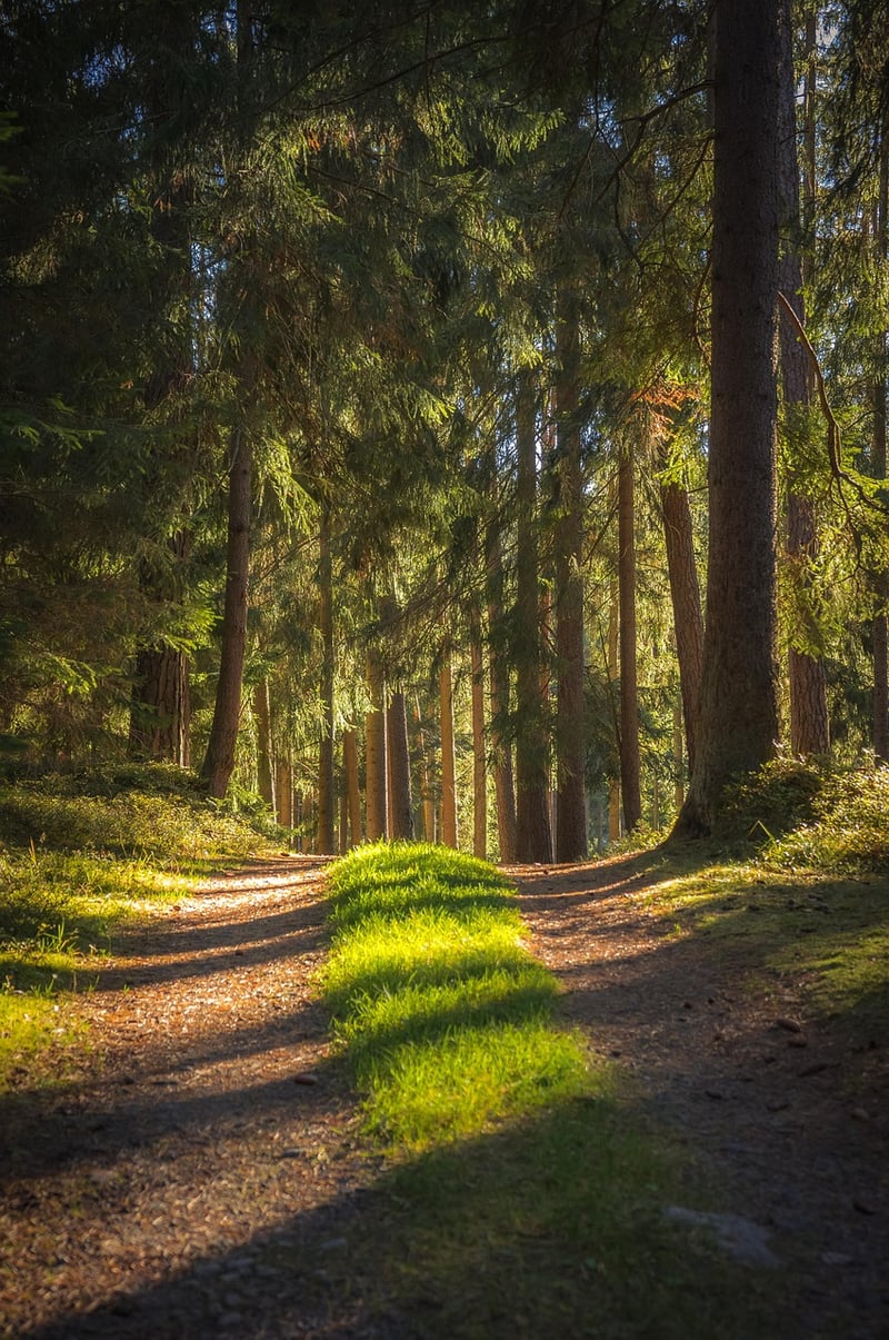 Bohemian Forest
