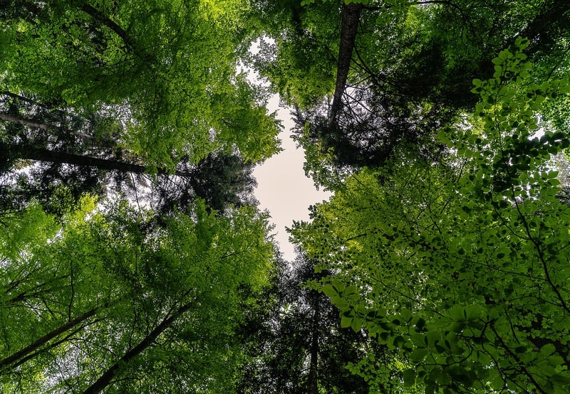 Treetop Canopy